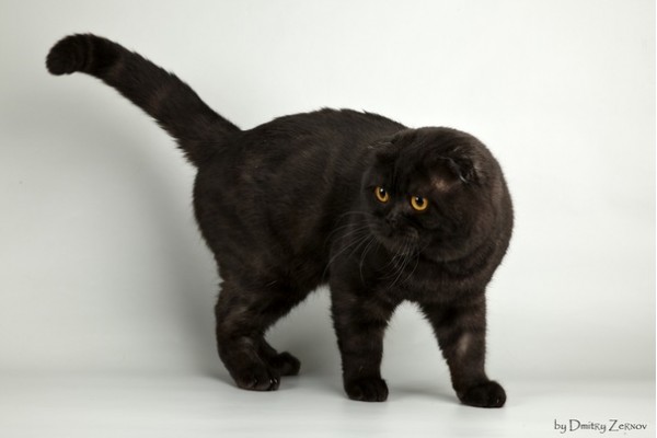 Черный окрас шотландских кошек: фото, генетика, уход