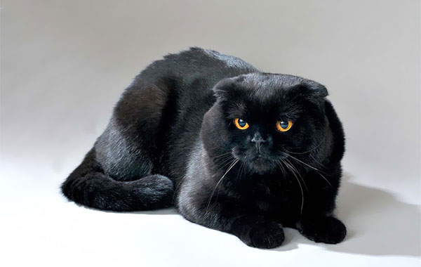 Черный окрас шотландских кошек: фото, генетика, уход