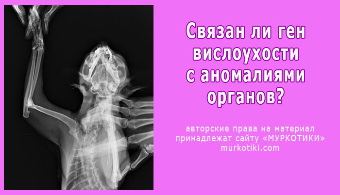 рентен кошки