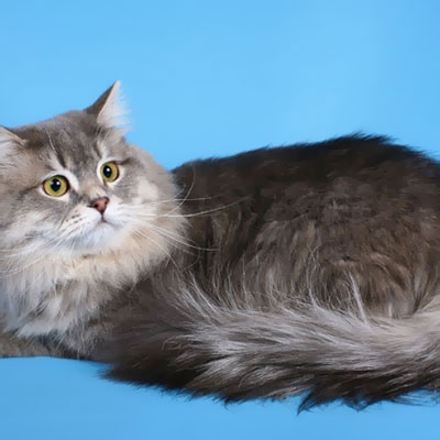 Шотландская длинношерстная прямоухая кошка хайленд-страйт: описание породы