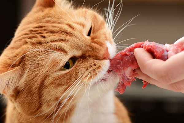 кот грызет мясо