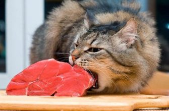кошка грызет мясо