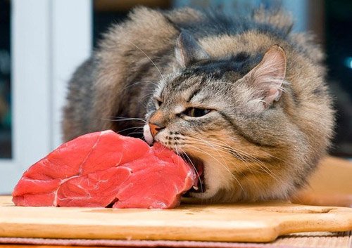 как перевести кошек на домашнее питание