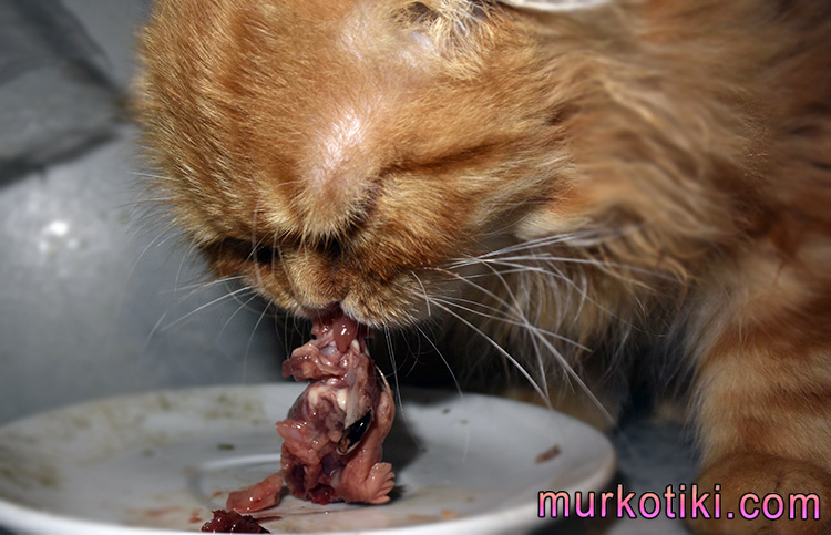 кошеня їсть м'ясо