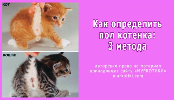 Как различить котят по полу фото