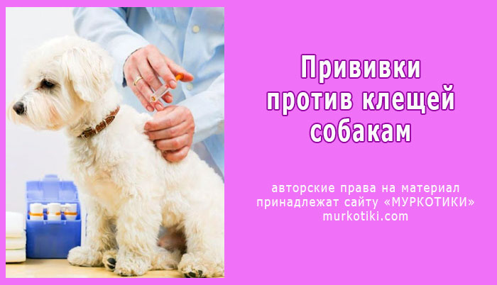После прививки от клеща можно в баню. Вакцинация против клещей для собак. Прививка от клеща для собак. Прививка от клеща собакам название. Вакцинация против пироплазмоза.