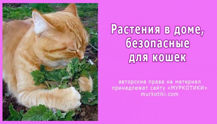 Безопасные растения для кошек фото 22