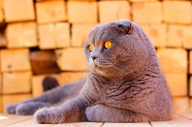 Плюшевые кошки: порода, фото, описание
