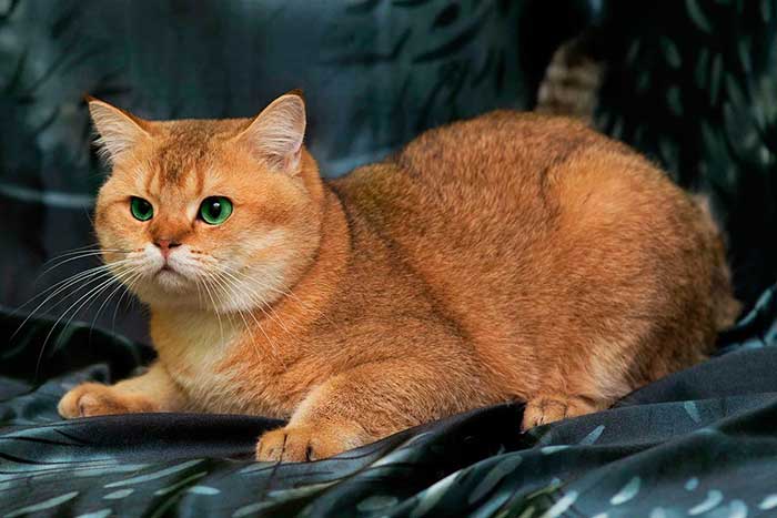 Cколько живут шотландские коты скоттиш-фолд и страйт?