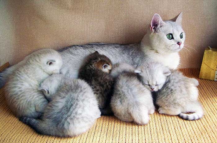 Плюшевые кошки: порода, фото, описание