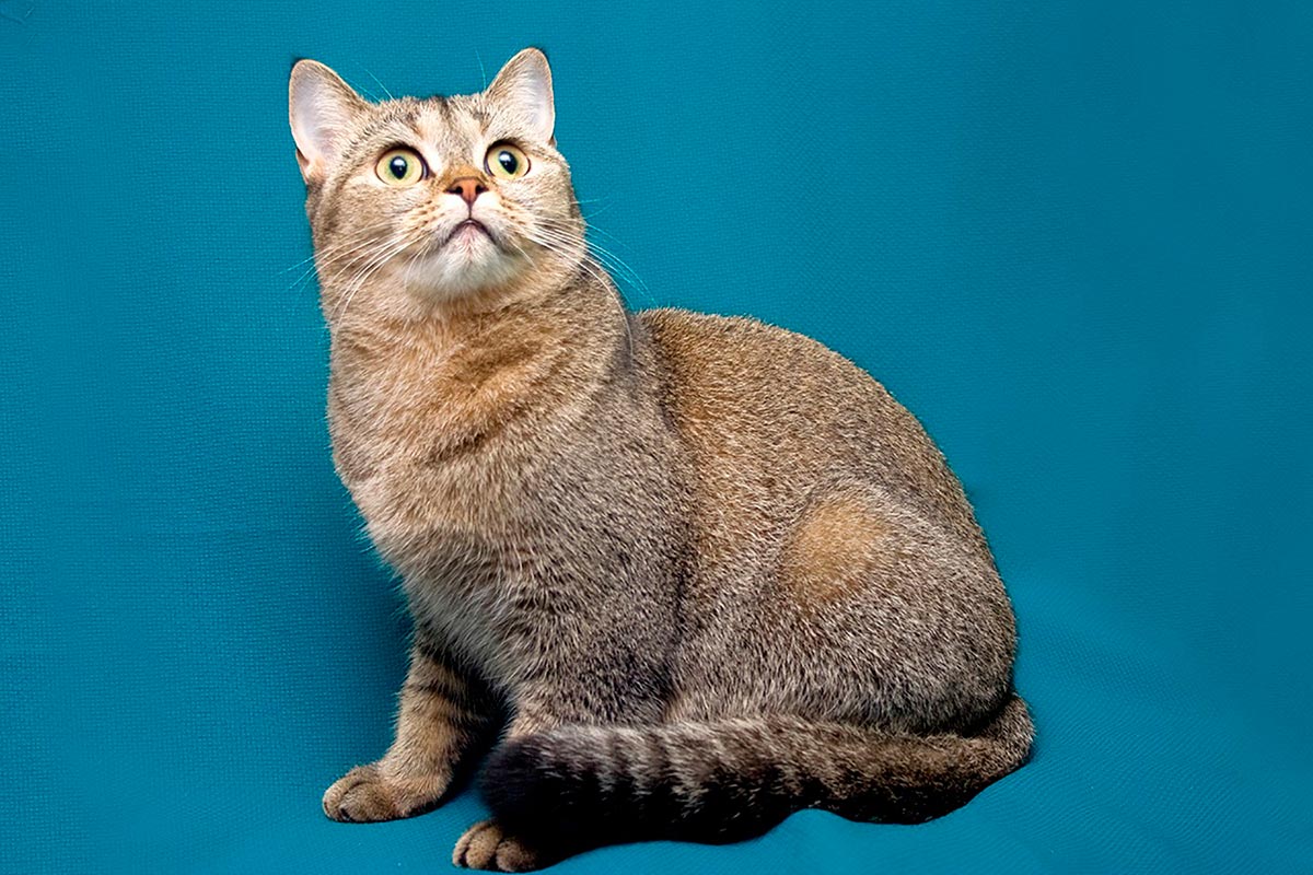 Рассмотрите фотографию кошки породы шотландская прямоухая. Шатланская короткошёрстная кошка. Шотландская прямоухая короткошерстная. Шотландская короткошёрстная кошка. Порода скоттиш страйт.