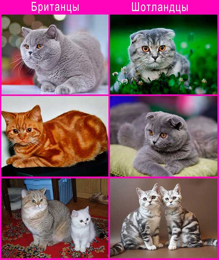 Отличия британской и шотландской породы кошек