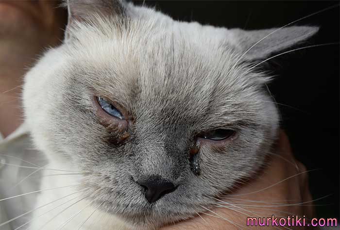 У британской кошки слезятся глаза: причины и что делать?