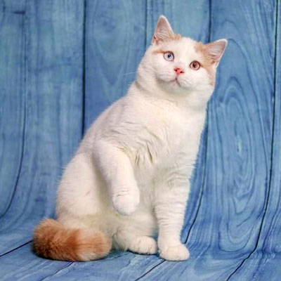 tabasco