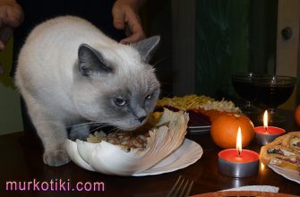 кішка їсть салат