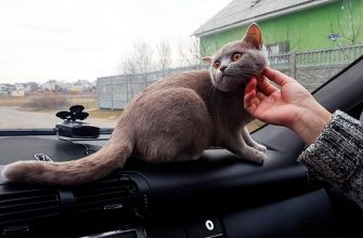 кішка в машині
