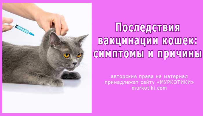 осложнения вакцинации кошек